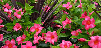 Image result for dipladenie hybrida rio obrázek