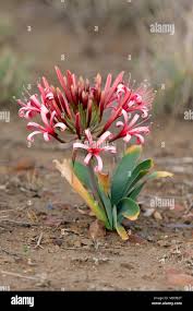 Image result for Crinum buphanoides