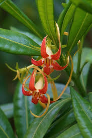 Image result for Strophanthus speciosus