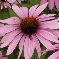 Image result for Echinacea purpurea `Magnus`