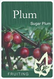 How to grow plums in a pot when growing in pots or small spaces, choose a dwarf varieties, such as ruby blood, satsuma or mariposa dwarf plums. Plum Sugar Plum Blerick Tree Farm