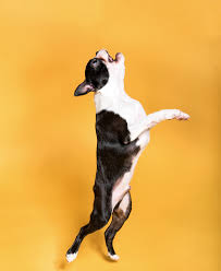 We are the highest quality exotic pet store in jacksonville. Best In Pets 2020 Jacksonville Magazine