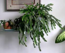 Here are 9 steps you should. Zygo Hanging Basket Christmas Cactus Holiday Cactus Purple Christmas