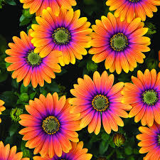 Image result for Osteospermum
