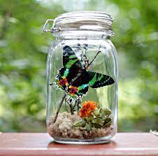 Select a jar with a tight fitting lid. Butterfly Real Dried Butterfly Specimen By Theamateurnaturalist Sunset Moth Butterfly Terrarium Terrariums Kits