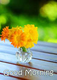 Check spelling or type a new query. Good Morning Flowers Picture Hd Pix Trends