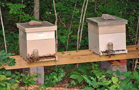 Here is a detailed cost analysis of starting a small scale beekeeping business. How Many Hives To Start Honey Bee Suite