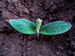 We did not find results for: Pumpkin Seed Germination Time Temperature Process Gardening Tips
