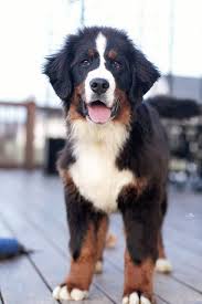 Check spelling or type a new query. When You Smile The World Smiles Baby Dogs Mountain Dogs Puppies