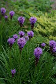 I Really Like Liatris Commonly Called Gayfeather For Its Unique Bloom It Is Native To North America Mexico And The Baham Liatris Attract Butterflies Plants