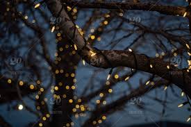 See more ideas about decor, birch, birch tree decor. Strings Of Small White Lights Wrapped Around Bare Birch Tree Branches In Winter For Christmas Holiday Outdoor Decorations Stock Photo 7e7887cb D395 4f83 81f3 4d22f7e6b835