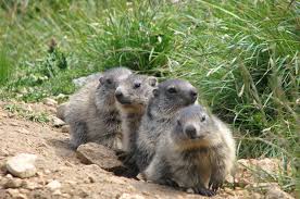 With bill murray, andie macdowell, chris elliott, stephen tobolowsky. Alle Lieben Murmeltiere Kuriose Fakten Uber Das Pfiffige Alpen Mankei