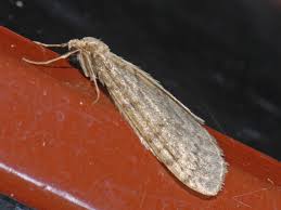 Image result for Operophtera fagata