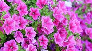 Biji bunga lobelia butterfly mixed (type rimbun cocok untuk taman). 5 Jenis Bunga Hias Gantung Untuk Dekorasi Rumah Tak Butuh Halaman Luas Liputan6 Com Line Today