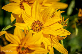 Quick trip to Yellowstone...