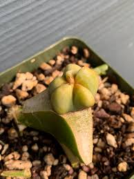 Does well in any soil from sand to clay. My Tiny Totem Pole Cactus Didn T Grow For About A Year So So Decided To Graft Two Weeks Ago Look At That New Growth Graftingplants