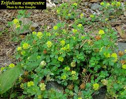 Image result for Trifolium