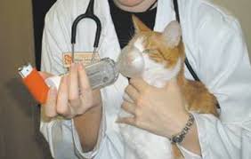 Buy asthma & bronchitis medication for your cat at allivet.com. Asthma In Cats International Cat Care