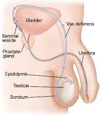 Maybe you would like to learn more about one of these? Male Reproductive Anatomy Saint Luke S Health System