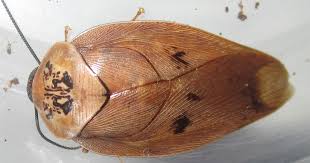 Image result for Styppeiochloa gynoglossa