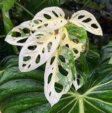 Guide More Monstera Varieties To Love Leaf And Paw Ornamental Plants Leafy Plants Variegated Plants