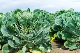 They can be found close to the soil, feeding on. Brussels Sprouts Growing Problems And Solutions