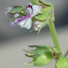Image result for Syncolostemon welwitschii