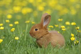 Image result for bunny