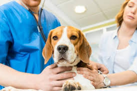 The problem is, many dogs do not show any distinct symptoms until it is too late, it feels as if the cancer can raise its head and kill overnight. Liver Failure In Dogs Causes Symptoms And Treatment