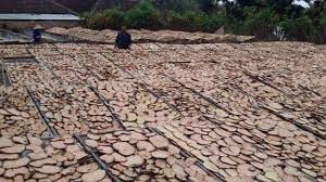 Menanam porang di bawah pohon rindang (tumpang sari). Porang Miliki Nilai Ekonomi Hasilkan Rp 800 Juta Per Hektar Bagaimana Cara Budidaya Tanaman Porang Halaman All Tribun Jambi