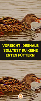 Zu Viele Machen Es Dennoch Aus Diesem Grusligen Grund Sollte Man Keine Enten Futtern Enten Entenfuttern Grund Grus Tier Fakten Hundehaltung Wissenswertes