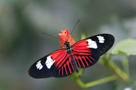 Black And White Insect With Wings Uk Pin By Julie Degraw On Nature Butterfly Photos Butterfly White Butterfly