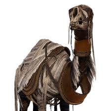 My brother for a horse (side quest). Camel Assassin S Creed Wiki Fandom