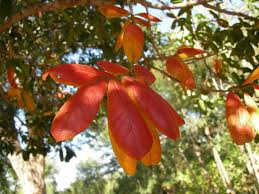 Image result for Combretum kraussii