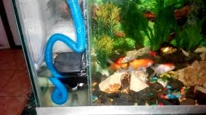 Cara Membuat Filter Aquarium Samping Yang Paling Bagus Bikin Jernih