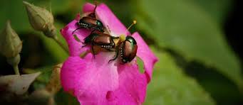 Gardeners.com has been visited by 10k+ users in the past month The Myths And Facts About Japanese Beetle Traps