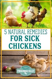 5 Natural Remedies For Sick Chickens That Actually Work Keepingchickens Backyeardchickens Natura Natural Home Remedies Natural Remedies Natural Antibiotics
