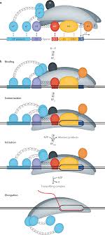 Tt esports level 10 m sumber : Redefining Fundamental Concepts Of Transcription Initiation In Bacteria Nature Reviews Genetics
