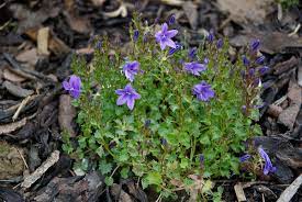 Check spelling or type a new query. Campanula Portenschlagiana Wikipedia