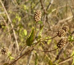 Image result for Lantana rugosa