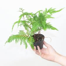 Image result for Selaginella perpusilla