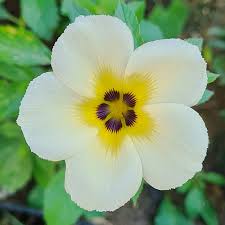 Image result for Turneraceae