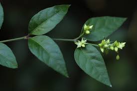 Image result for Psilotrichum