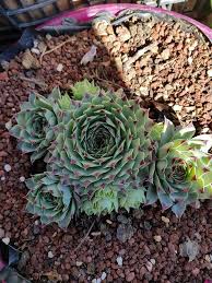 Many plants do this to me and often i get so distracted, i forget why i went out in the yard in the first place. Sempervivum Tectorum Ssp Greenii Sempervivum Plants Succulents Garden