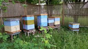 Backyard beekeeping, beekeeping, bees, honey bees, save the bees, Host A Hive Eastvanbees