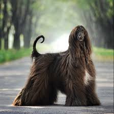 Maybe you would like to learn more about one of these? 40 Medium Sized Dog Breeds That Are The Perfect First Pet For Any Family Family Dogs Breeds Dog Breeds Best Family Dog Breeds