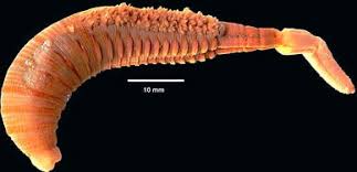Image result for Aneilema arenicola