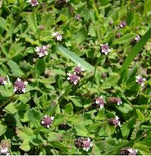 Image result for Phyla nodiflora