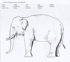 Asian Elephant Drawing Google Search Elephant Face Elephant Face Drawing Elephant Drawing
