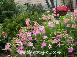 Image result for Nicolasia coronata